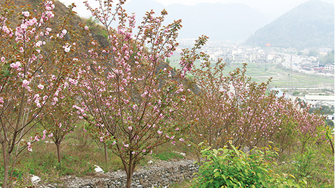 現地に植樹された桜の木々。